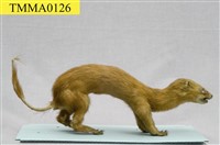 黃鼠狼藏品圖，第7張